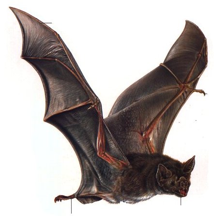 vampire-bat.jpg