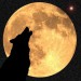 Vlkodlak zavýjajôci na mesiac.jpg